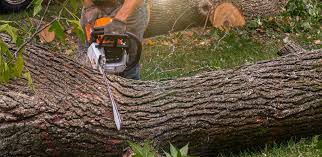 Trusted Southside Place, TX Tree Services Experts